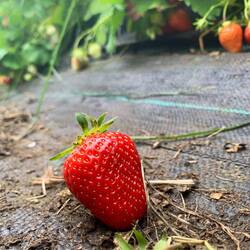 Mittlerweile eine Tradition: Zum Schlossgrabenfest werden Erdbeeren gepflückt!