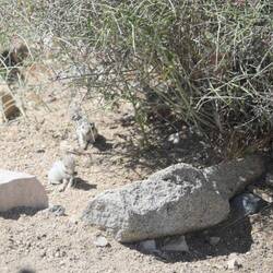 I'm pretty sure that these are a pair of white tailed antelope squirrels