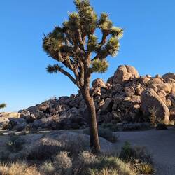 A joshua tree, just like U2!