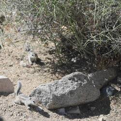 Like deer, the white-tail is what you see from behind then their tail is in the air.