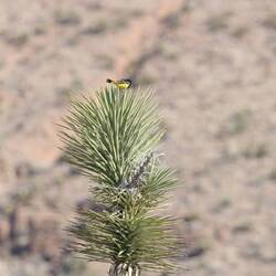 A Scott's Oriole