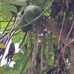 Pawpaw Frucht