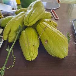 Choko Frucht, Zucchettiähnlich