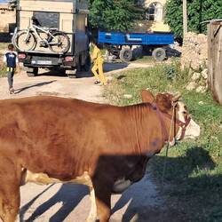 Die Kuh wollte uns nicht vorbei lassen