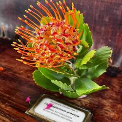Beautiful proteas on display at Kirstenbosch National Botanic Garden