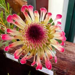 Beautiful proteas on display at Kirstenbosch National Botanic Garden