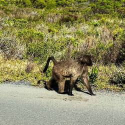 A baboon on the side of the Cape Road