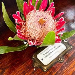 Beautiful proteas on display at Kirstenbosch National Botanic Garden