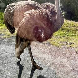 Ostrich on the road to the Cape