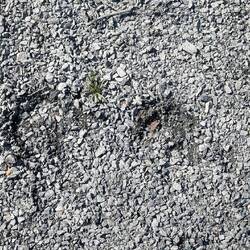 Abdrücke eines Elch*in...