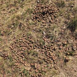 Hinterlassenschaft eines solchen Tieres.... Und wo ist es?😕