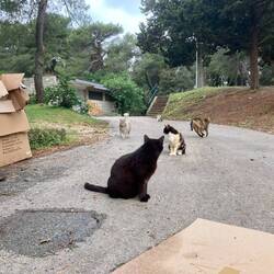 Direkt neben unserem Hotel gibts eine Katzenauffangstation. :)