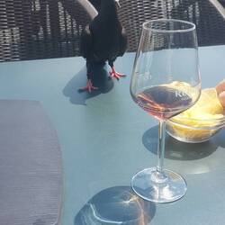 Die tube het mini chips im aug