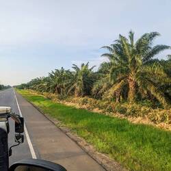 Palmölplantagen