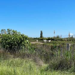 Camargue Pferde