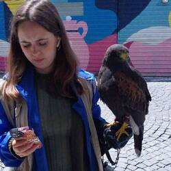 McDonald's hired this lady Falconer to keep the seagulls away. Shame about the pigeons.