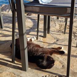 Katze müsste man sein.