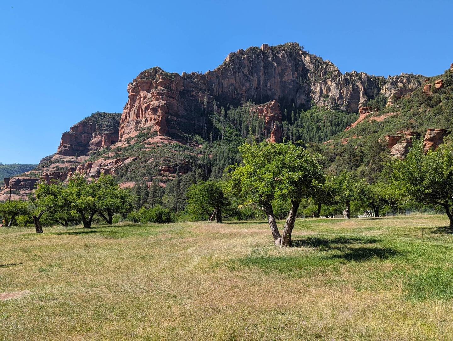 The lush green of apple trees against the dry red cliffs