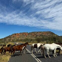 Brumbies crossing the road