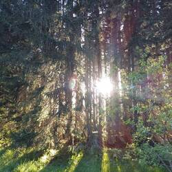 Durch den Wald an den See