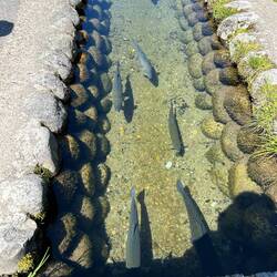 Trout farm in roadside gutter.