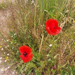Poppies grow wild all over the site