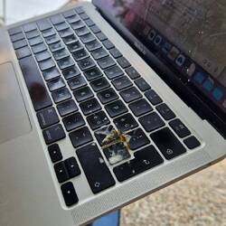 Auch die Vögel essen viel Mango....