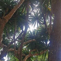 So ganz dicht ist die Palme nicht, aber es ging. Wir stehen hier zu fünft.