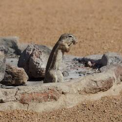 Un suricate de compagnie pour le déjeuner
