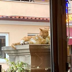 Restaurant-Kater auf seinem Thron...