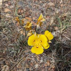 A mariposa lily