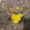 A mariposa lily