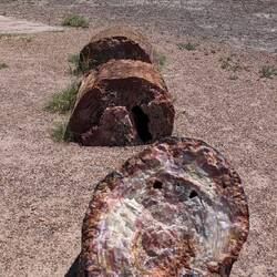 Trees that have turned to stone