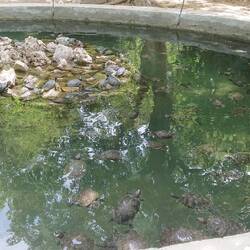 Many turtles, at the Palace gardens in Athens