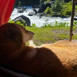 Von meinem Zelt, bewacht von einem der vielen Hunde, schaue ich auf den Bergfluss.