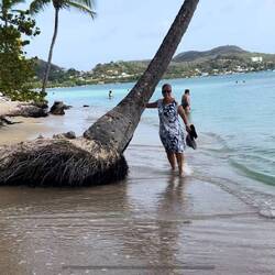 werden die Palmen lange unterspült, kippen sie irgendwann ins Wasser