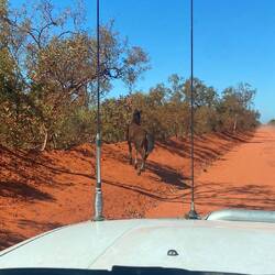 Wildpferde auf der Zufahrtstraße