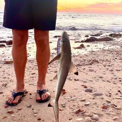 Ein Schwarzspitzen-Riffhai