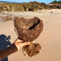 Eine angeschwemte Koralle in Form eines Bechers