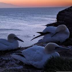 Da sind sie und einen phantastischen Sonnenuntergang gab es gratis dazu