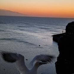 Nach dem Dinner bin ich nochmal los, um mir die Basstölpel anzuschauen 😍