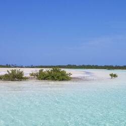 Mangroves and flats up a river to nowhere.