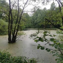 Versunkener Baum