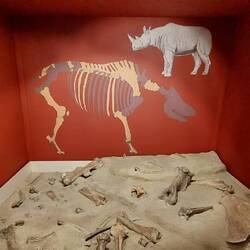 Fossili di rinoceronte (1991, Villafranca d'Asti) ritrovati arando un campo