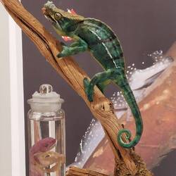 Camaleonte di Parson