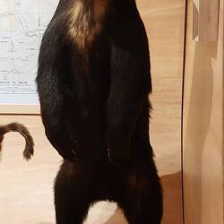 Orso dagli occhiali
