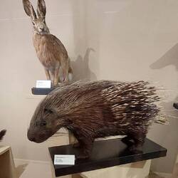 Istrice crestato e lepre