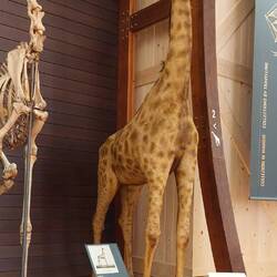 Giraffa