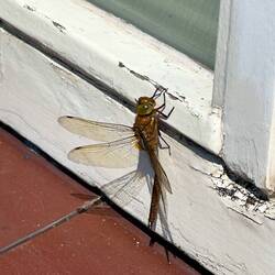 Huge dragonfly!