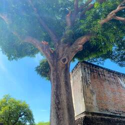 200 Jahre alter Mangobaum